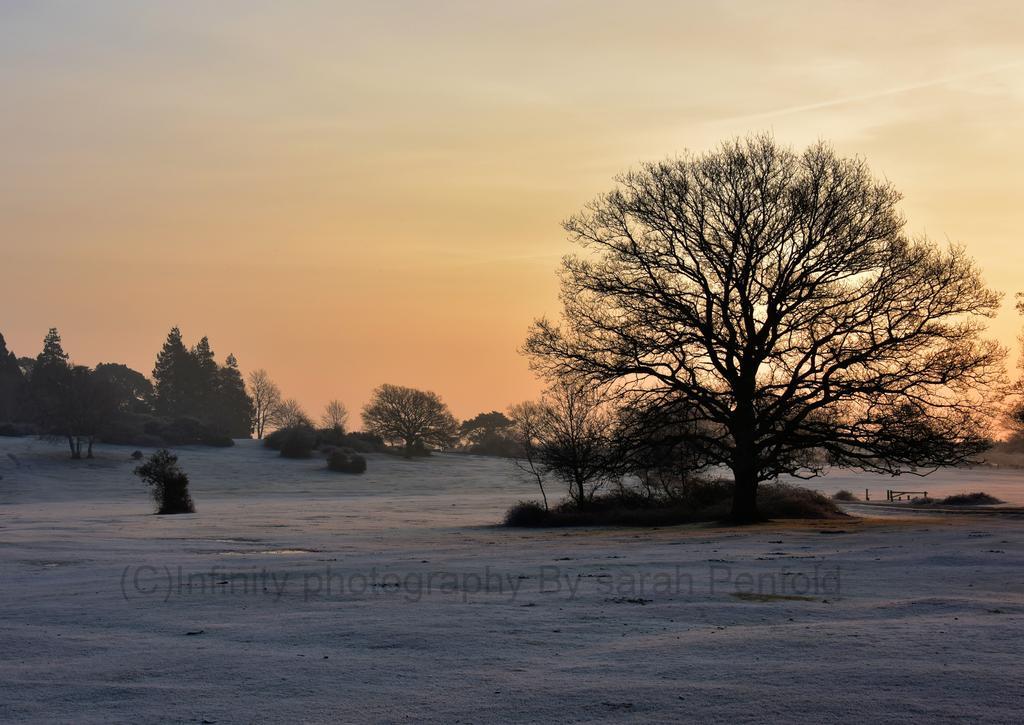 Rosedale Bed And Breakfast Lyndhurst Buitenkant foto